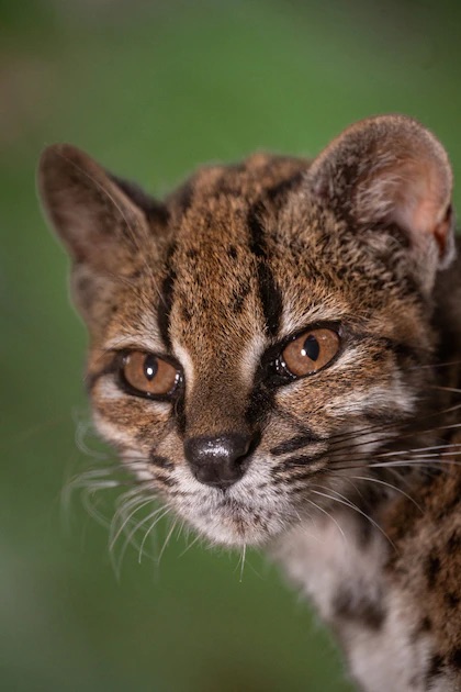 El ADN confirmó una nueva especie de felino en Bolivia: convivió más de un año con una familia como si fuera un gato doméstico