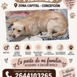 Buscan a Mellizo, un perro perdido en Capital
