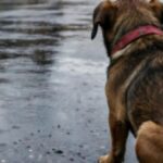 Denuncian abuso sexual contra un cachorro en San Juan