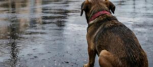 Denuncian abuso sexual contra un cachorro en San Juan