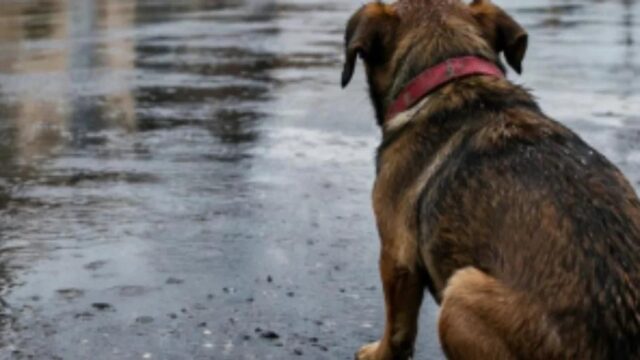 Denuncian abuso sexual contra un cachorro en San Juan
