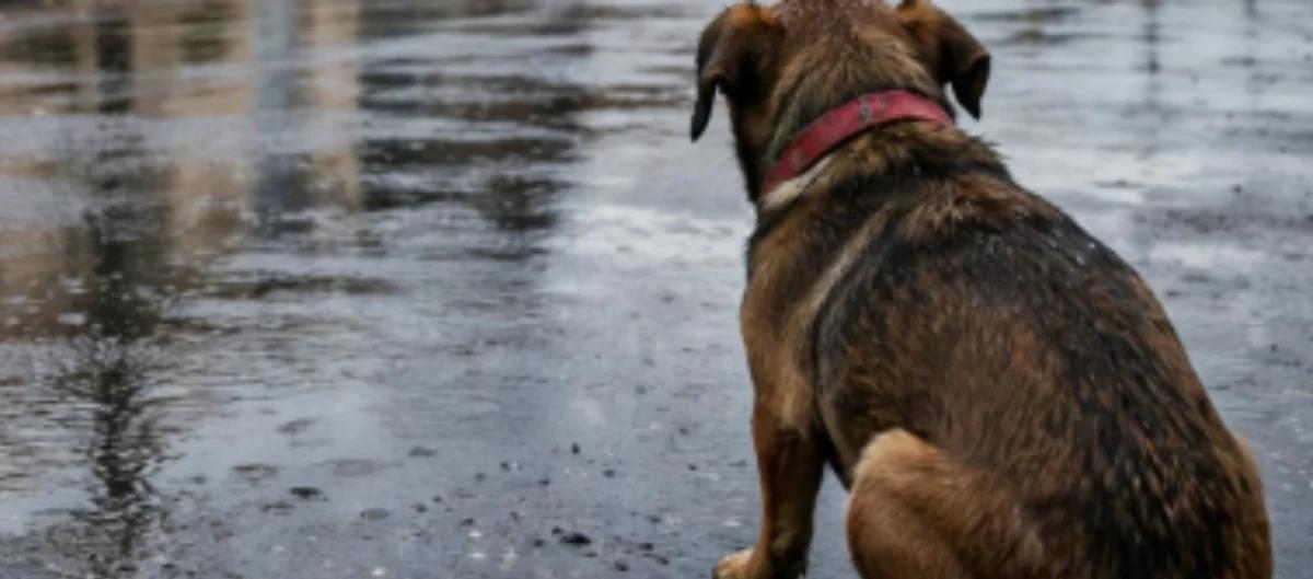Denuncian abuso sexual contra un cachorro en San Juan