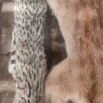 Dos detenidos en Sarmiento por tenencia ilegal de armas y fauna silvestre
