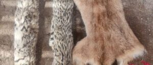 Dos detenidos en Sarmiento por tenencia ilegal de armas y fauna silvestre