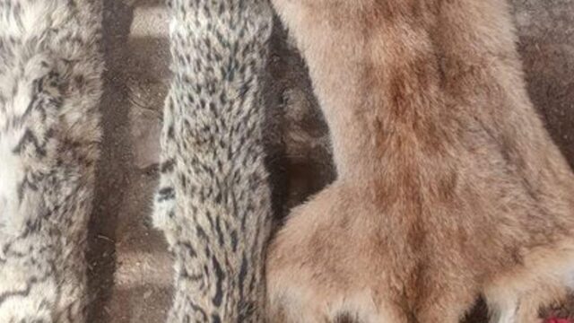 Dos detenidos en Sarmiento por tenencia ilegal de armas y fauna silvestre