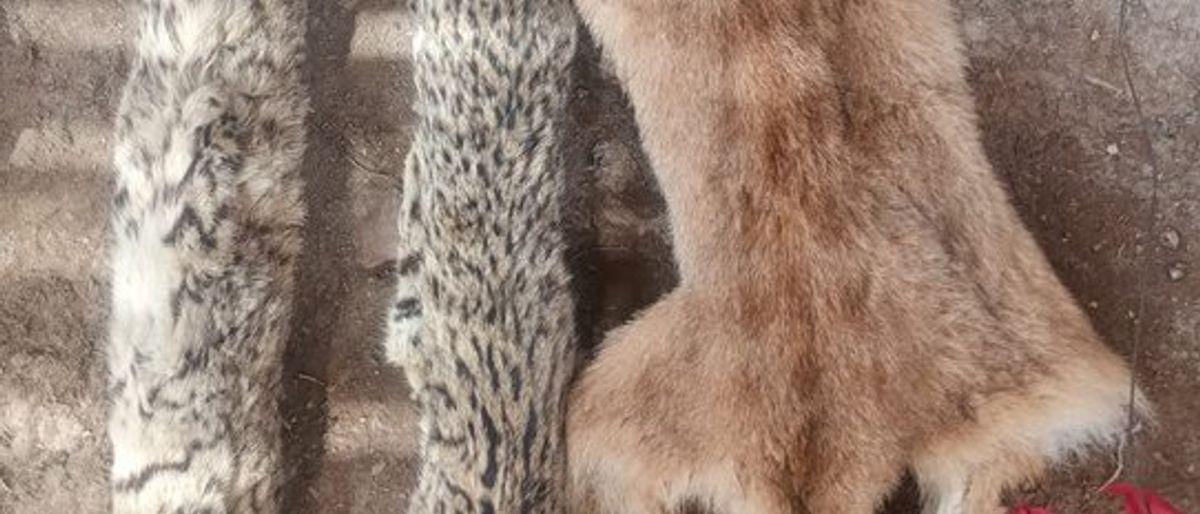 Dos detenidos en Sarmiento por tenencia ilegal de armas y fauna silvestre
