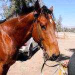 Falleció Rubén Mercado, trabajador del Jockey Club de San Juan