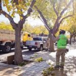 La Municipalidad intensifica trabajos de mantenimiento del arbolado