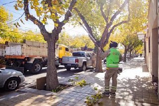 La Municipalidad intensifica trabajos de mantenimiento del arbolado