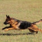 Niño de 12 años internado tras mordedura de perro en Córdoba