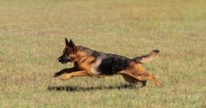 Niño de 12 años internado tras mordedura de perro en Córdoba