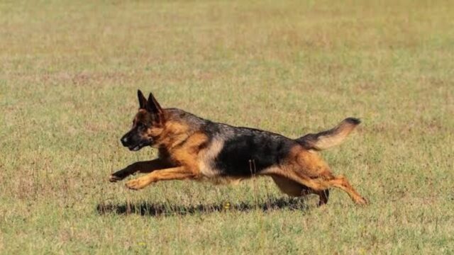 Niño de 12 años internado tras mordedura de perro en Córdoba