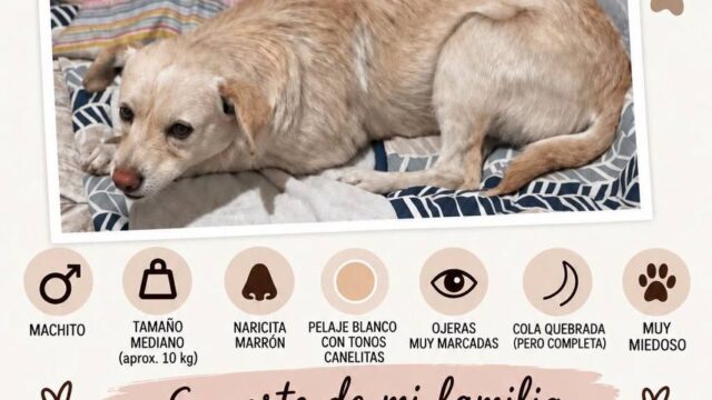Se busca a un gatito blanco y canelito perdido en Concepción