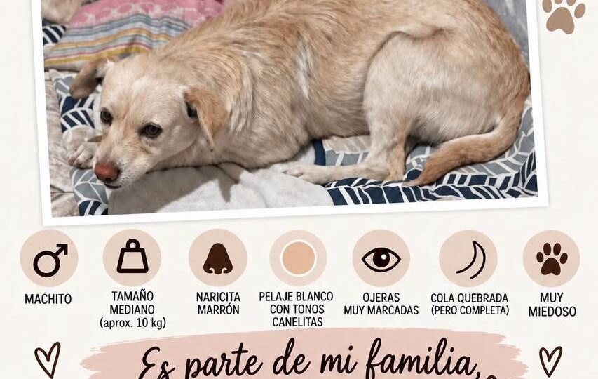 Se busca a un gatito blanco y canelito perdido en Concepción