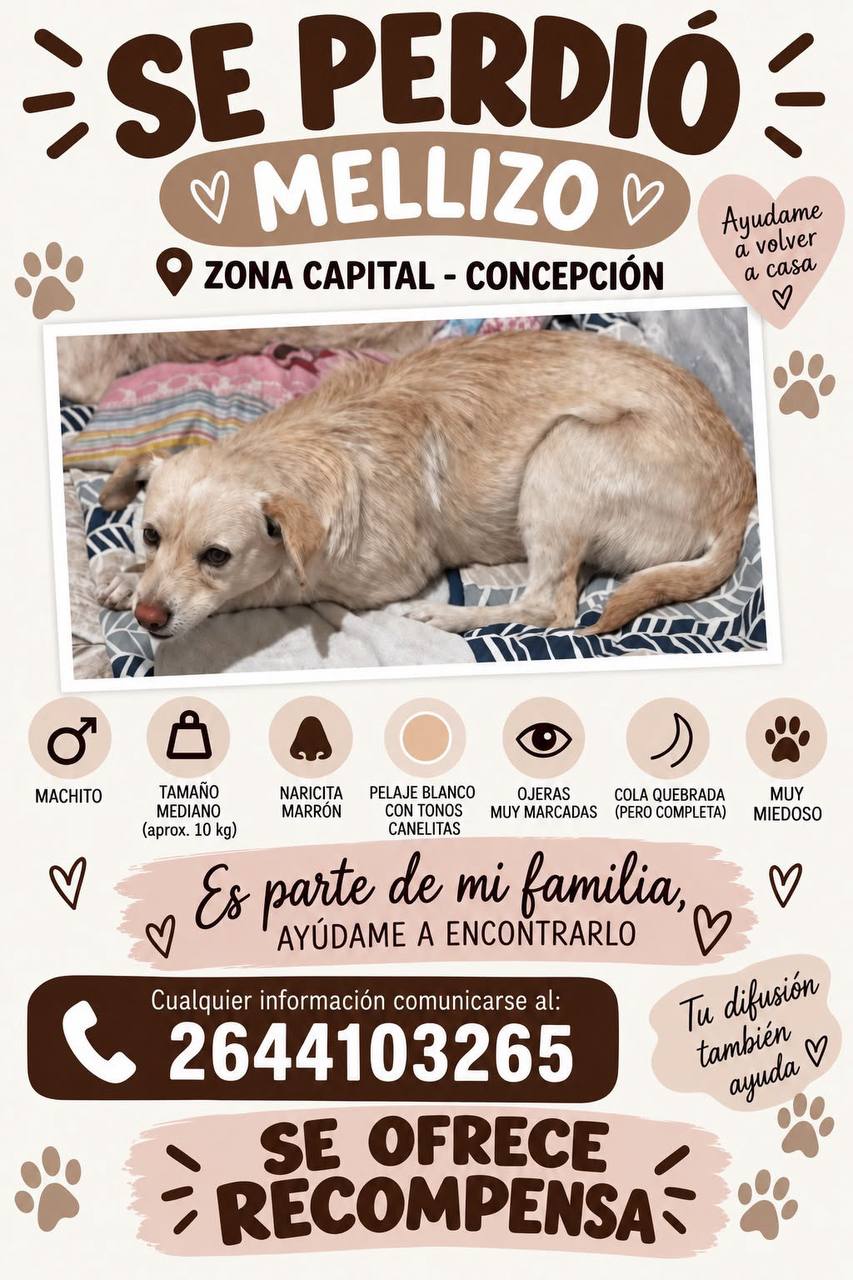 Se busca a un gatito blanco y canelito perdido en Concepción