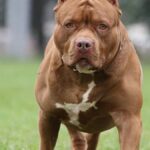 Una nena de 2 años quedó grave tras atacarla un pitbull en Córdoba