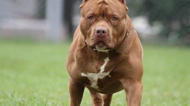 Una nena de 2 años quedó grave tras atacarla un pitbull en Córdoba